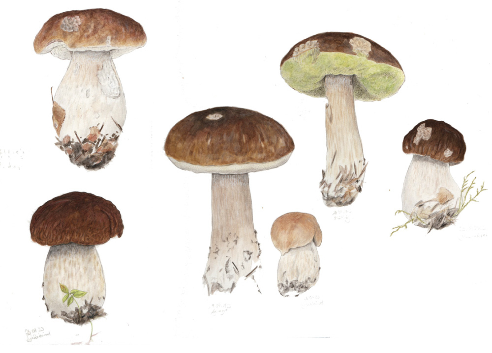 Fichtensteinpilz Boletus edulis