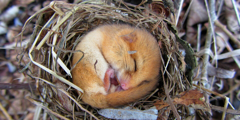 Haselmaus Winterschlaf Foto Zoe Helene Kindermann