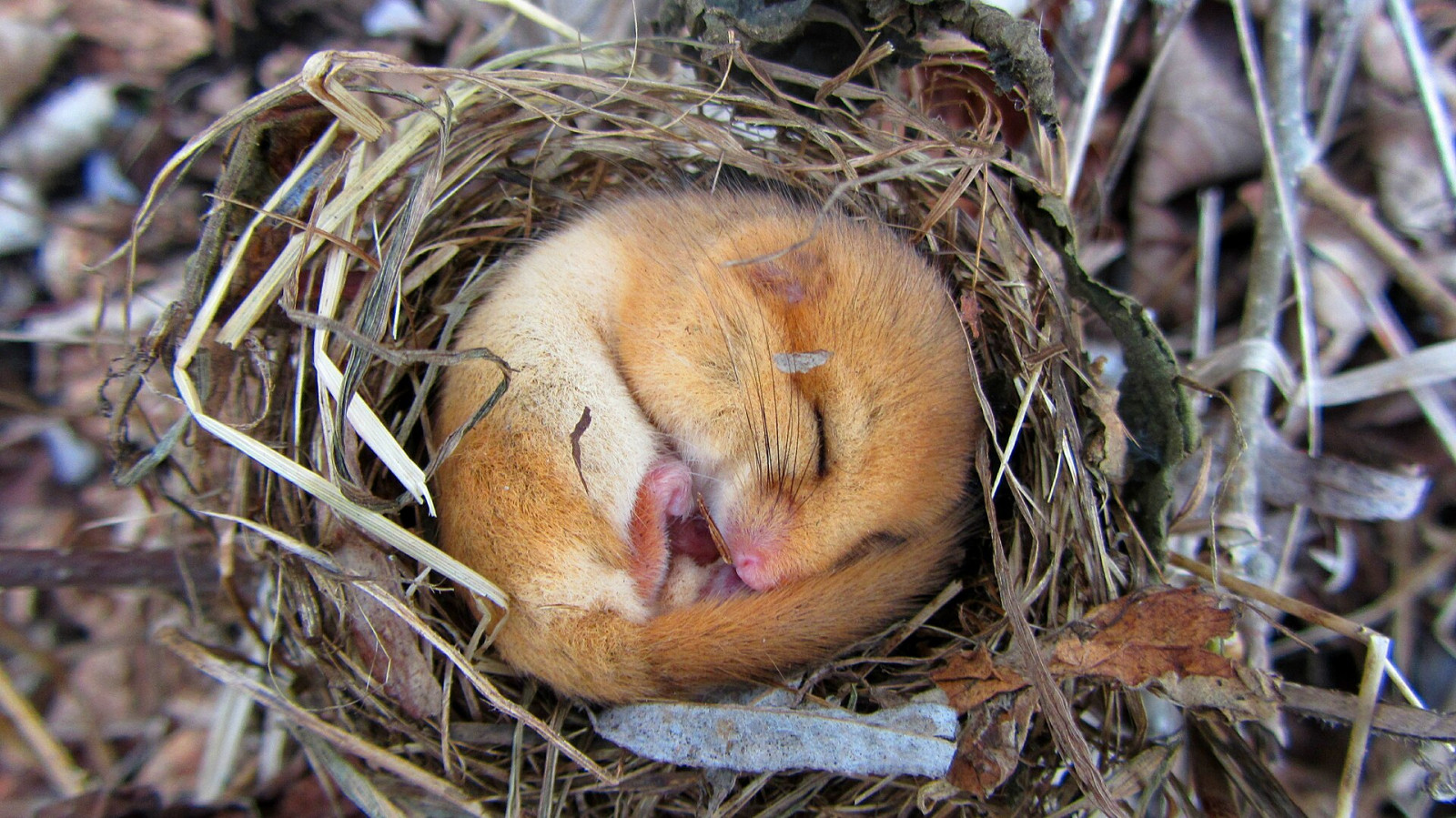 Haselmaus Winterschlaf Foto Zoe Helene Kindermann