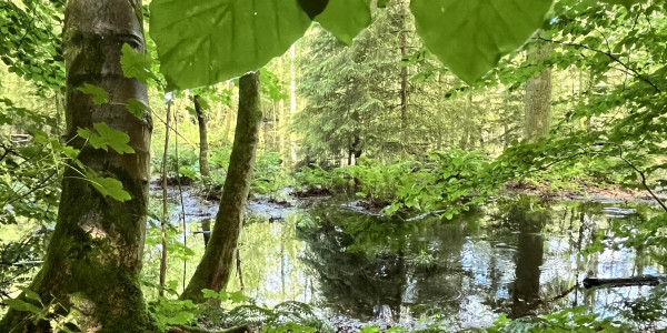 Wasser im Wald Ausschnitt