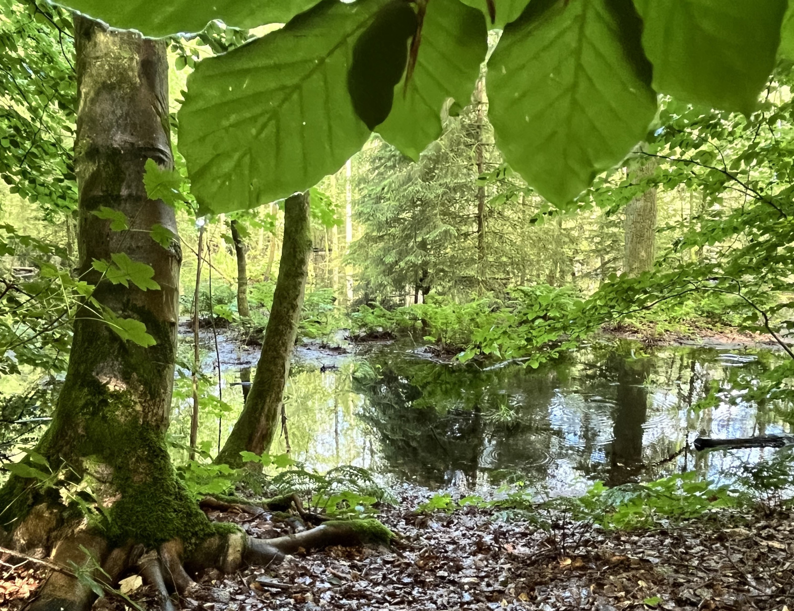 Wasser im Wald Ausschnitt