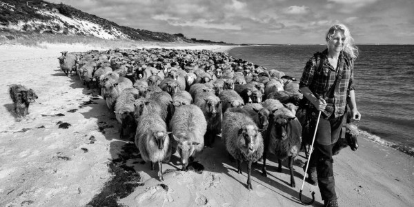 csm wanderschaefereien schleswig holstein 028 web 4a626635ca